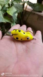 mancing ikan gabus dengan soft frog Lure Sigacor ukuran 3cm berat 5 gram di jamin casting