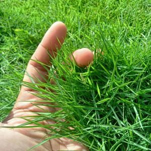 Benih Rumput Hias Japonica Japon 15cmx15cm atau Bibit Rumput Negri Ornamen Taman Dekorasi