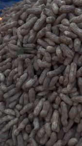 ถั่วดิน ดิน ถั่วลิสงดิบ 1กิโลกรัม