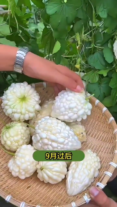 เมล็ดมะระขาวไต้หวัน เมล็ดมะระแอปเปิ้ลขาว 5เมล็ด เนื้อฟูหนา ขมน้อย สามารถทานดิบได้