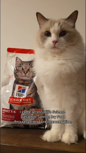 Hills Science Diet Adult Salmon & Brown Rice Recipe Dry Cat Food 1.58kg