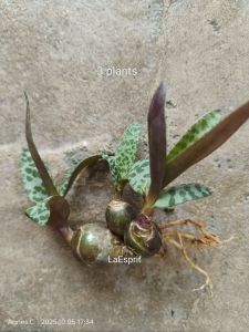 Rare Plant Silver Squill/Leopard Lily/Wood Hyacinth