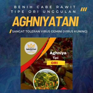 Benih Cabe Rawit Merah Tipe Ori Unggul Aghniya 10 Gram AghniyaTani Buah ORI Super Lebat 10gr Isi 2.000 biji Butir seed tipe buah semi tegak Anti Virus Kuning GEMINI Toleran antraknosa dan layu tahan patek bibit cabai rawit merah Master viral kaliber