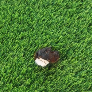 Suminoe Artificial Grass Turf 2.5CM Thick Synthetic Lawn Carpet for Garden Balcony Outdoor Decoration