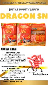 DRAGON SN jamu ayam - persiapan laga