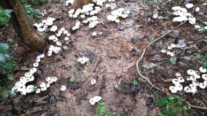 เชื้้อเห็ดโคนปลวก ซื้อ 1 ขวด แถม 1 ขวดฟรี