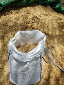 [10kg+] repack Sekam Padi Mentah | sekam kuning | Kulit padi mentah | max. 1 guni sahaja