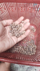 Biji Bidara Sidr Arab Original 50Pcs Sudah Di Lubangi Sarana Ruqyah