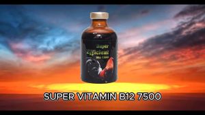 B12 7500 Chai 50ml Nhập khẩu Mexico - Tăng nước máu tăng bo khủng cho gà đá - Không nóng gà