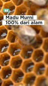 Madu Pati Multiflora & Madu Hutan Asli Isi 1kg