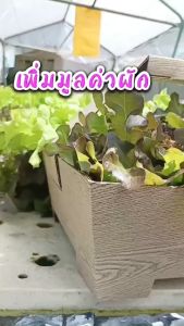 กระเช้าลายไม้สัก กระเช้าปีใหม่ กระเช้าใหญ่ กระเช้าใส่ผัก กระเช้ากระดาษ เป็นกล่องกระดาษ นิยมสุด