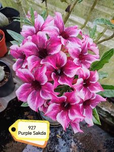 Adenium Obesum Bonsai ID 927 Purple Sakda 富贵花