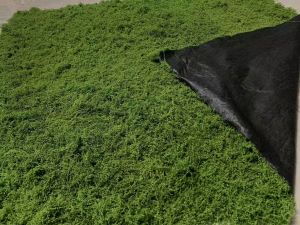 Simulated Green Plant Wall Mossy Lawn Bonsai Scene Window Fake Moss Forest Series Soft Decoration Plastic Lawn Ornament