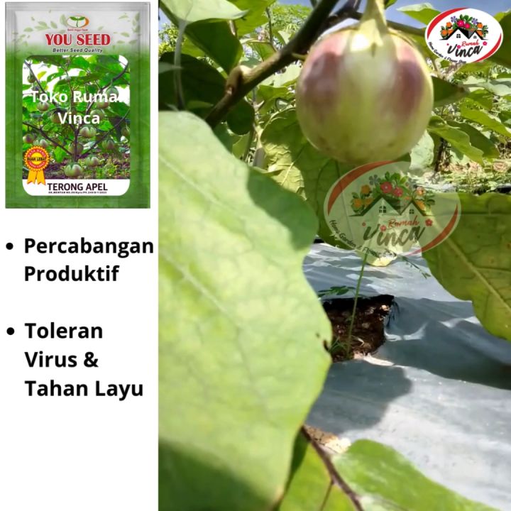 Benih Bibit Terong Bulat Manggis TERONG APEL 500s Cap You Seed