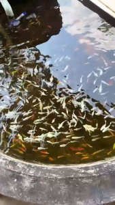 Cám Siêu Đạm - Thức ăn giàu Protein cho cá bảy màu cá betta cá vàng guppy...