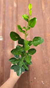 Cây Chanh Thái (Chúc ăn lá) - Cao tổng thể khoảng 25-30 cm - Gia vị cho các bữa ăn gia đình!
