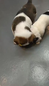 ของเล่นสำหรับสัตว์เลี้ยง  ถังอาหารสัตว์เลี้ยง  เครื่องให้อาหารสุนัข  ของเล่นสำหรับสัตว์เลี้ยง  ของเล่นสำหรับสัตว์เลี้ยง  ของเล่นสำหรับสัตว์เลี้ยง  ของเล่นสำหรับสัตว์เลี้ยง  ของเล่นสำหรับสัตว์เลี้ยง