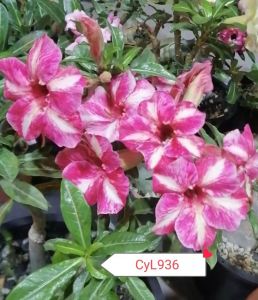 Adenium Kemboja Bonsai ID:936/富贵花