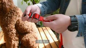 Dog Collar Nylon LED Night Safety Flashing Glow For Dogs Puppies Flashing Glow Pet Dog Leash pet Dogs dog accessories collar