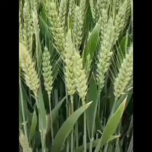 28 Boronate Rooting Promoter Seedling Strengthening Yield Increase Harm Relief Flower Fruit Protection Foliar Fertilizer Regulator Wholesale