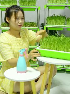 Bộ khay trồng giá rau mầm cỏ lúa mì D34xR25xC5cm nhựa nguyên sinh an toàn dễ trồng tại nhà