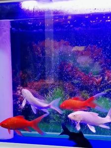 Batu Aerator Panjang untuk Aerasi Gelembung Udara Aquarium Aquascape Kolam Ukuran 20cm & 30cm