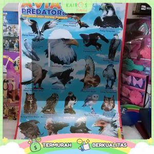 Poster Edukasi Avian Predator Jenis Burung Pemburu