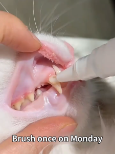 Oral Repair Gel for Pets / Petcho Pulpen Pembersih Gigi Hewan IFN