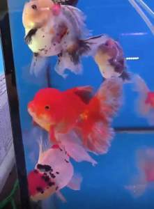 Long Tail ORANDA GOLDFISH 13/14cm RM488 per piece ( SPECIAL SELECTION )
