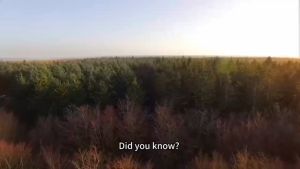 Bahan Herbal Untuk Kesejahteraan Tubuh: Ginseng, Ginkgo Biloba & Ashwagandha