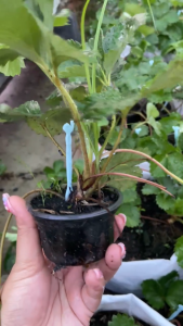 ไหลสตอเบอรี่