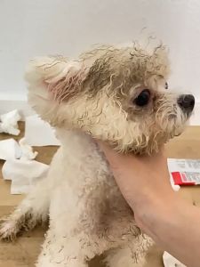 áo nỉ - áo ấm - áo tết 2026 in hình Phúc lộc trường tồn dành cho chó mèo - T3 PETS SHOP