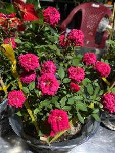 CÂY HOA HỒNG TỈ MUỘI