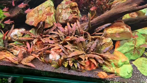 Cryptocorne sp `flamingo.Variant`变异火烈鸟-emerged水上叶/Aquatic plant/Tumbuhan Akuatik