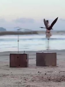 Natural Walnut & Beech Wood 3D Kinetic Manta Ray Model Moving Wooden Sculpture Home Office Desktop Decor Collector for Adults