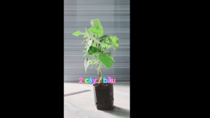 COMBO Cây Sâm Trơn + Cây Sâm Lông ( 1 Bầu Có 2 Cây) Giống Tốt Dễ Trồng Mau Thu Hoạch