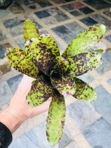 Neoregelia Caviar Plants (積水风梨/bromeliad )