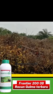 FRONTIER HERBICIDE 200 OD - BISPYRIBAC-SODIUM CYHALOFOP-BUTYL Like Souji Salvador Paragon - LEADS