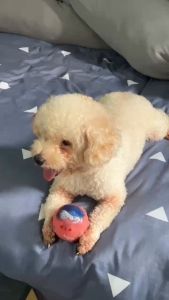 BANH CAO SU DẺO 7 MÀU - ĐỒ CHƠI CHO CHÓ