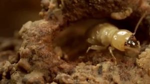 Kangyu Termite Powder Wholesale Ant Killer Termite Killer Whole Nest Household Termite Prevention Insecticide Killer