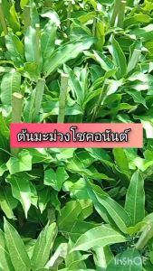 ต้นมะม่วงโชคอนันต์ ขนาด 65 - 100 ซม. ผลสุกเป็นสีเหลืองตลอดทั้งผลดูสวยงามยิ่ง รสชาติหวานหอมรับประทานอร่อยไม่แพ้รสชาติมะม่วงกินสุกพันธุ์ดังๆ