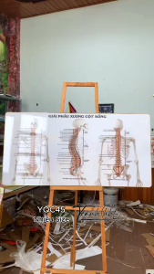 Tranh phòng khám y khoa tranh phòng khám bác sĩ Tranh Y khoa huyệt đạo trị liệu giải phẫu xương cột sống tráng gương treo tường YQC45