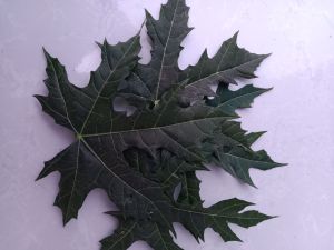 daun gendi/pepaya jepang segar 500g