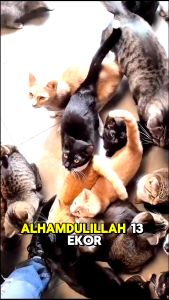 Flu Medicine Cats Dog and Rabbit (Protect your furry friends from the flu)