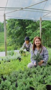 Treeno.9 T83 ทารากอน (Tarragon) กระถาง 8 นิ้ว ใบสดที่มีกลิ่นหอมรสเผ็ดร้อน มีดอกสีเหลือง ใช้ปรุงและประดับอาหาร