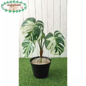 Pohon Hias Tanaman Artificial Daun Monstera Variegata Juntai X5 Latex Pot Dasar Dekorasi Studio Dekorasi Cafe