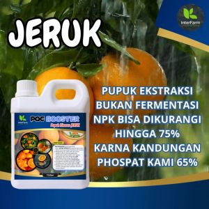 Pupuk Pelebat Buah Jeruk & Pupuk Organik untuk Jeruk