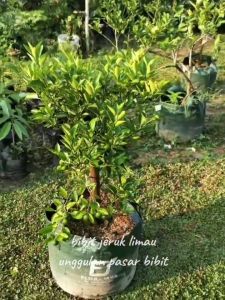 Bibit Jeruk Limau Sudah Berbuah Lebat