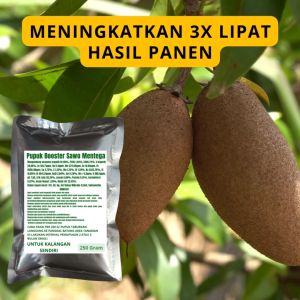 Pupuk Booster Sawo Mentega: Cara Meningkatkan Kualitas Buah