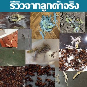 ตู้จิ้งจก 100g สูตรใหม่ ยากำจัด ปลอดภัย ไล่จิ้งจก ครีมกำจัด ยาชู่เบื่อ ตู้ที่ยากำจัด ตู้ฆ่าตู้ 100% ดิฉันอยากที่ได้